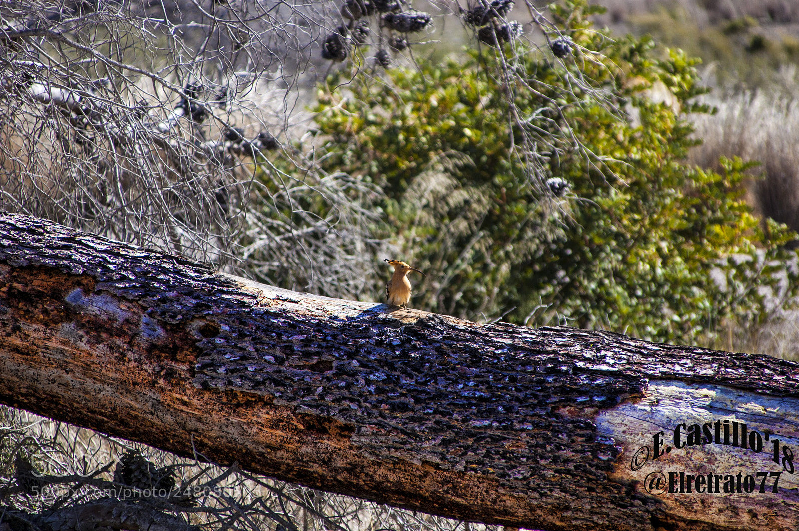Nikon D40 sample photo. "la abubilla" photography