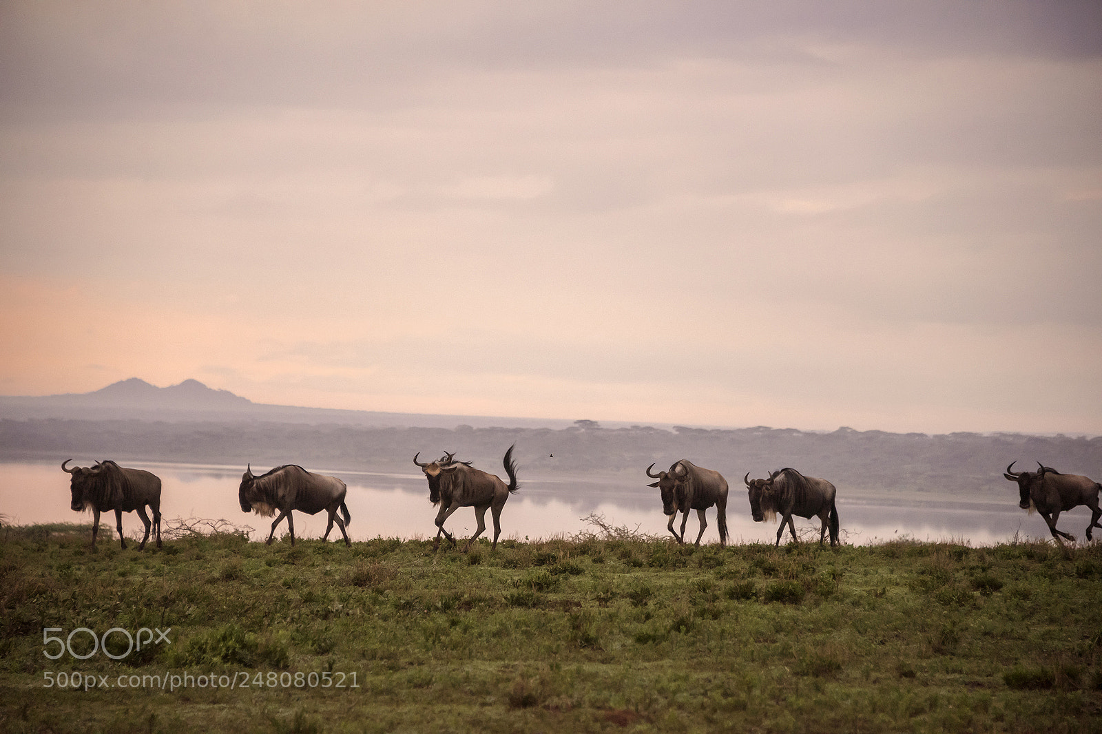 Nikon D810 sample photo. Migrating wildebeest photography