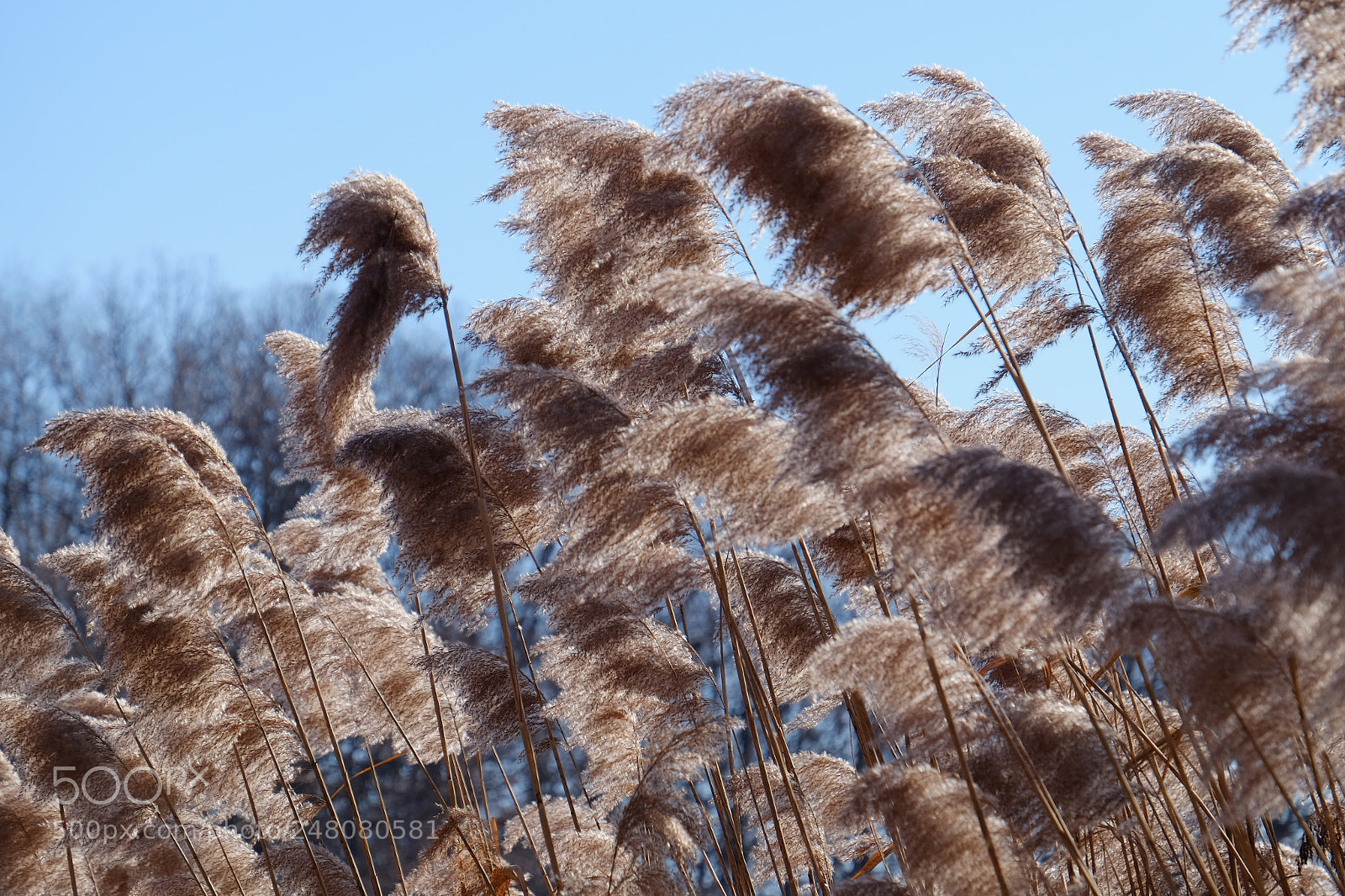 Fujifilm X-T1 sample photo. High park photography