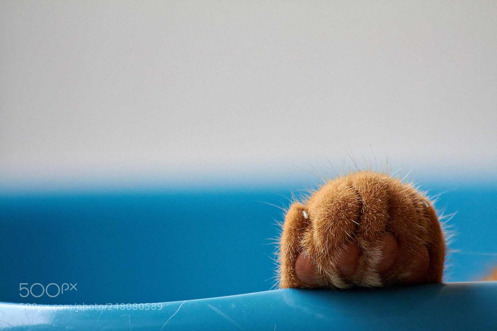 Canon EOS 7D sample photo. Pepeñito photography