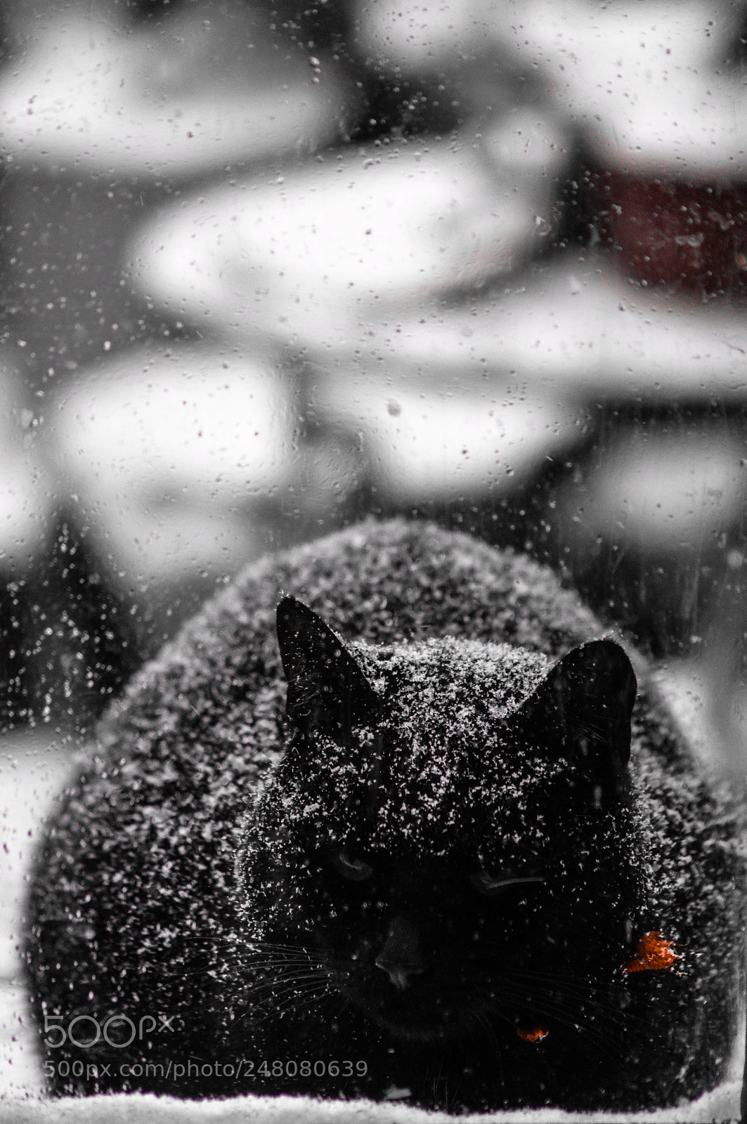 Nikon D3200 sample photo. Nox in the snow photography