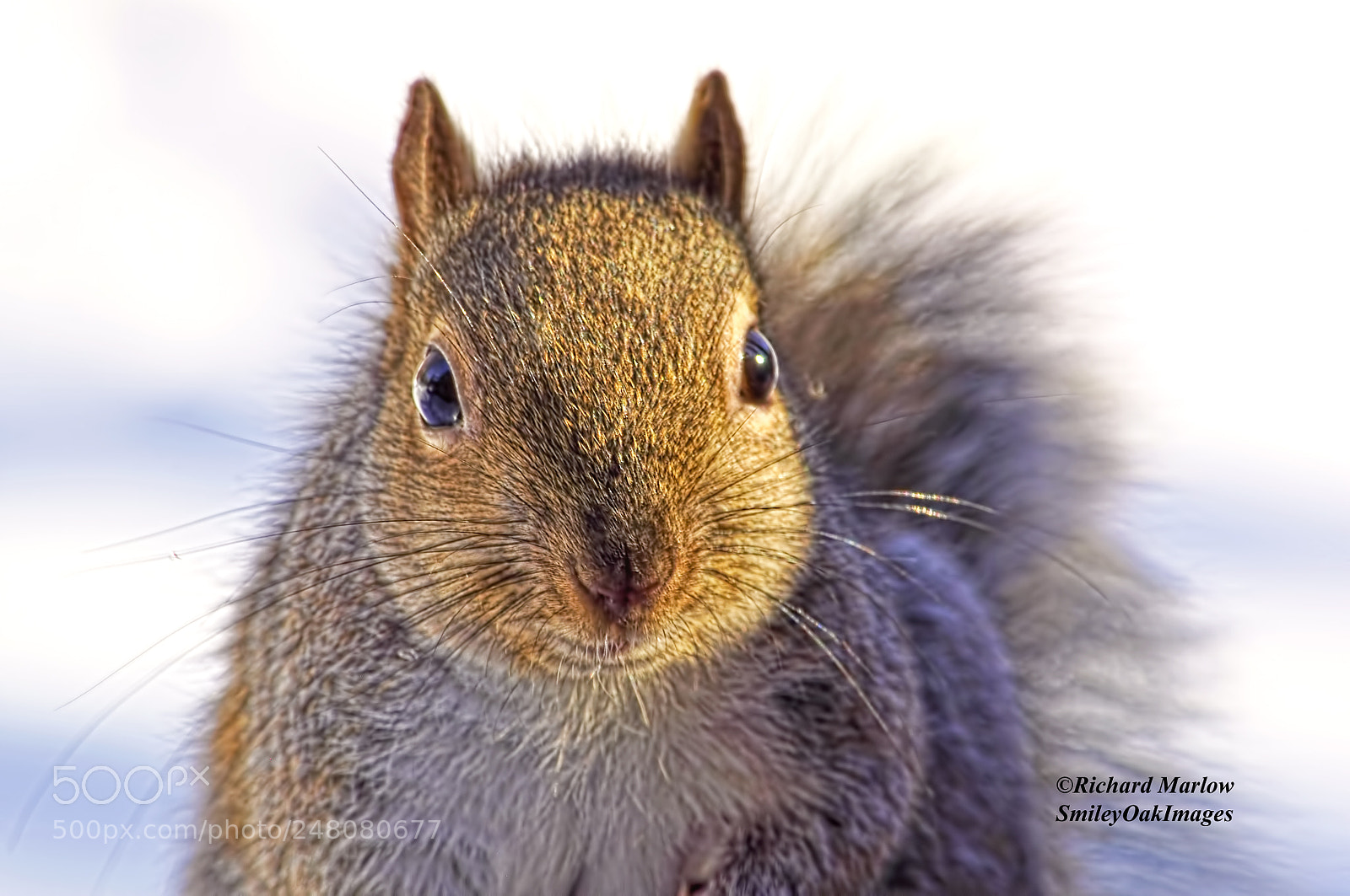 Nikon D5000 sample photo. Grey squirrel photography