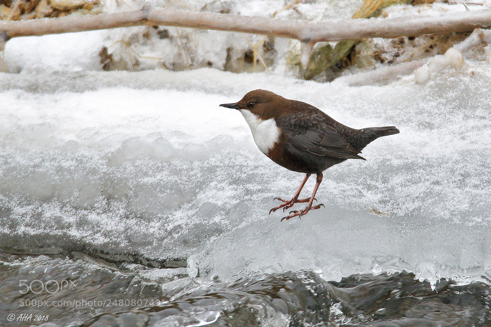 Canon EOS 7D Mark II sample photo. Cold photography