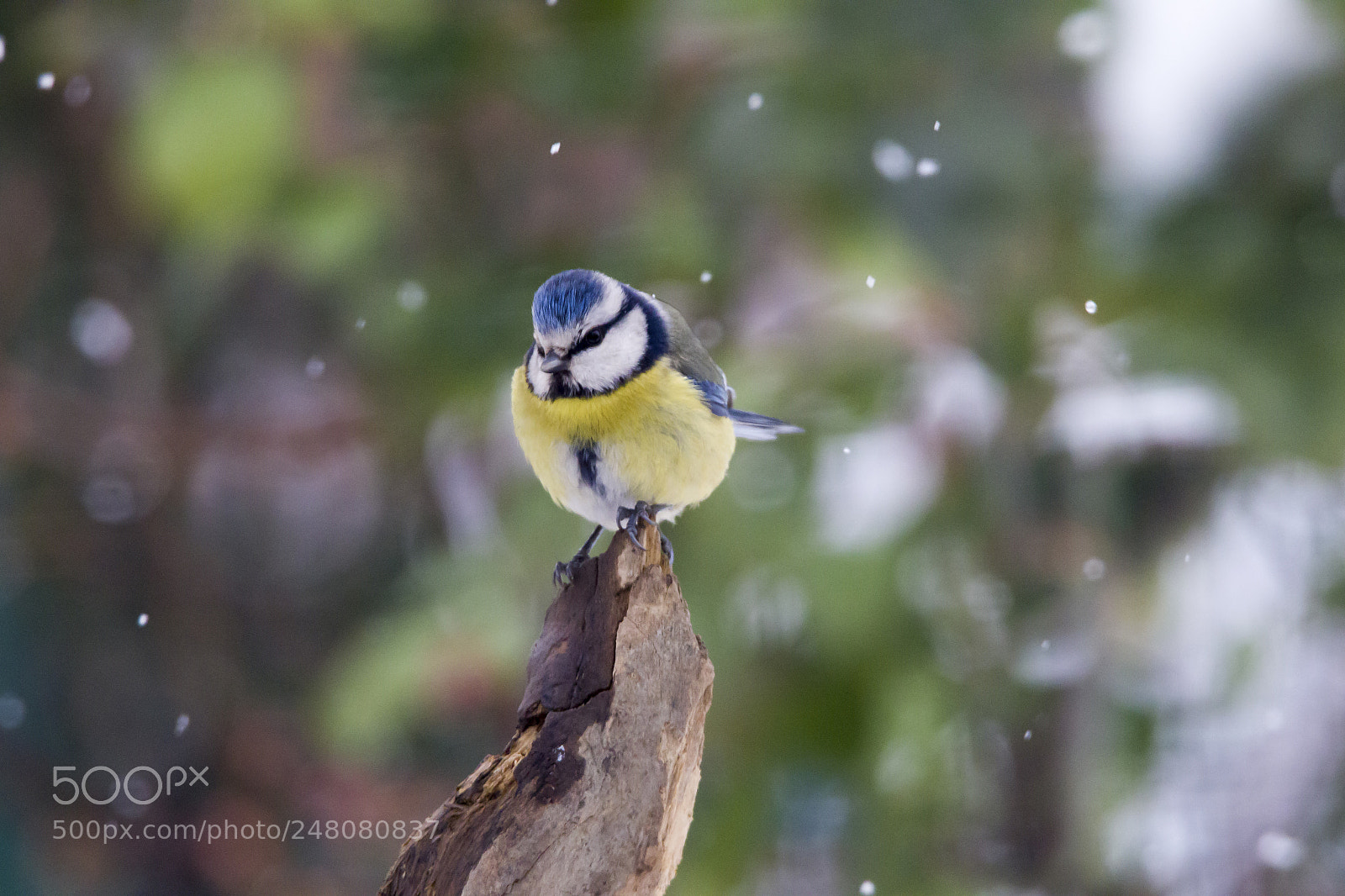 Canon EOS 7D Mark II sample photo. Cinciarella .... photography