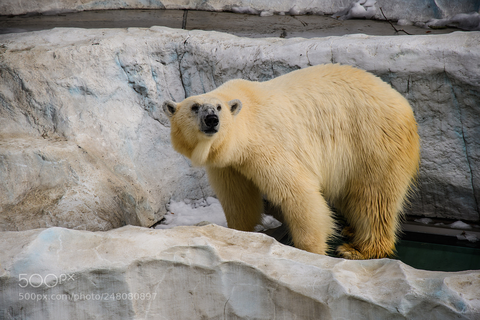 Nikon D500 sample photo. Polar bear photography