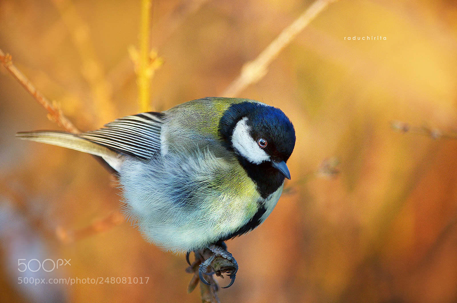 Nikon D5100 sample photo. Birds / sunset photography