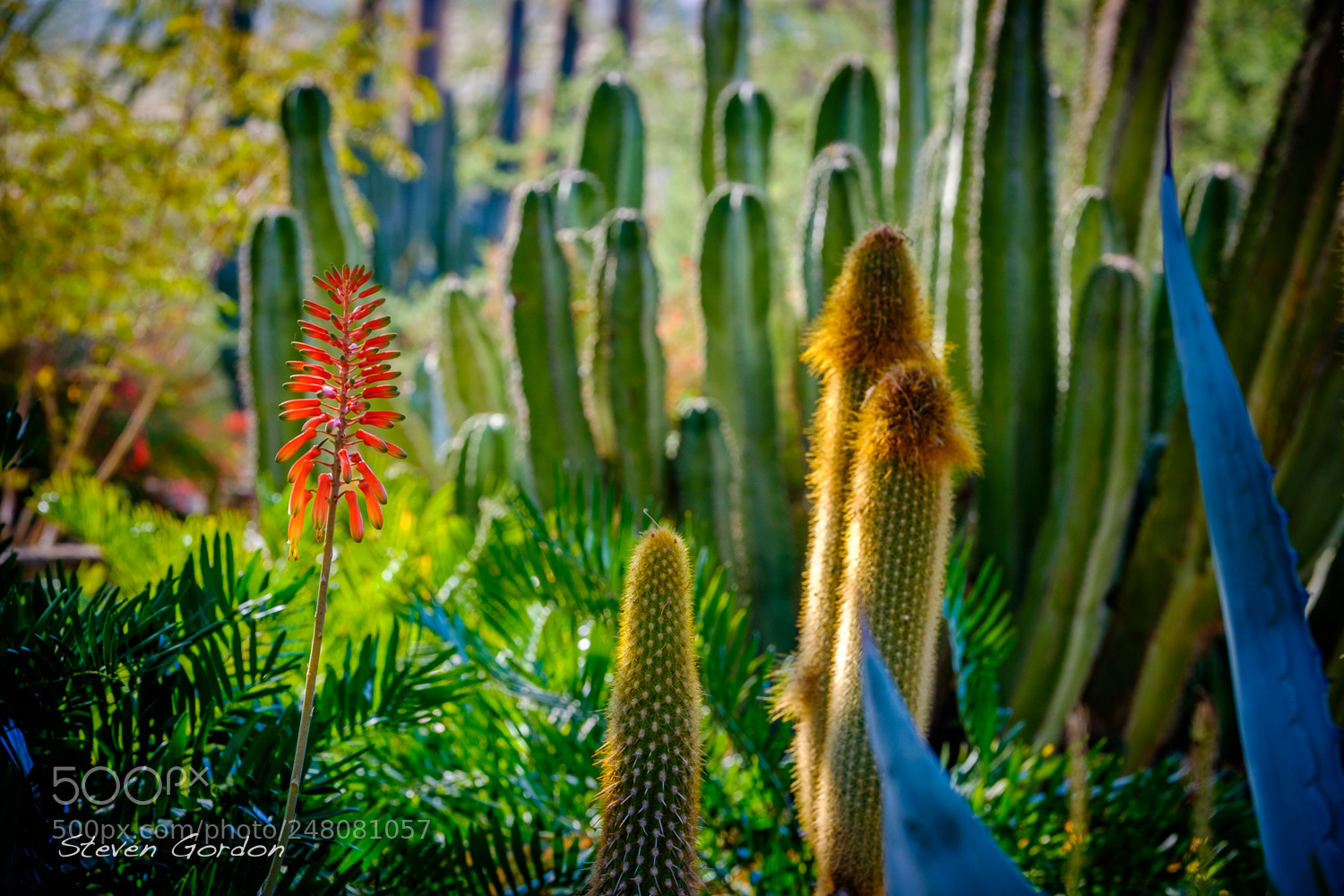 Fujifilm X-T1 sample photo. Botanical garden cactus photography