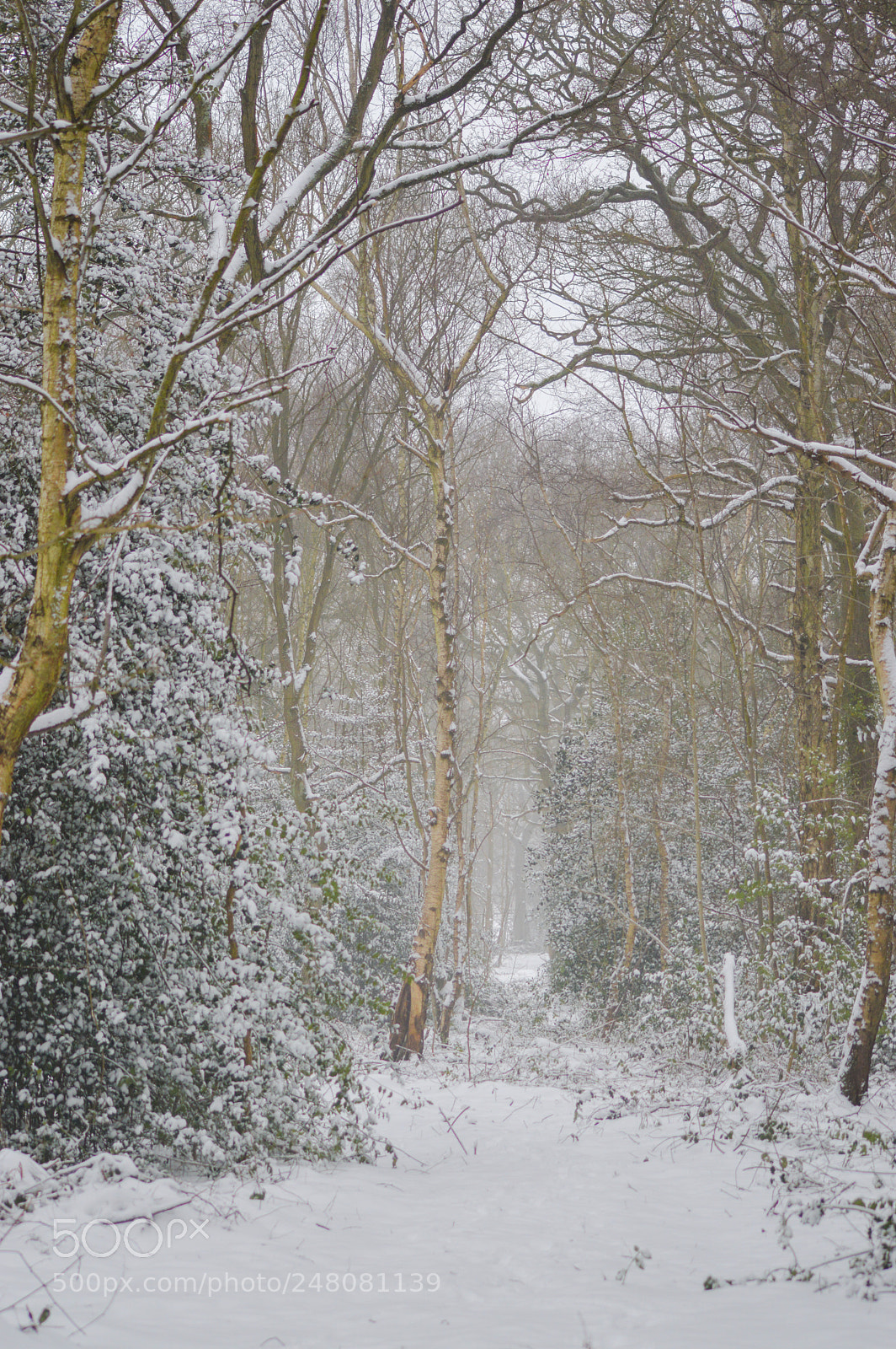 Nikon D3200 sample photo. Alcott wood photography