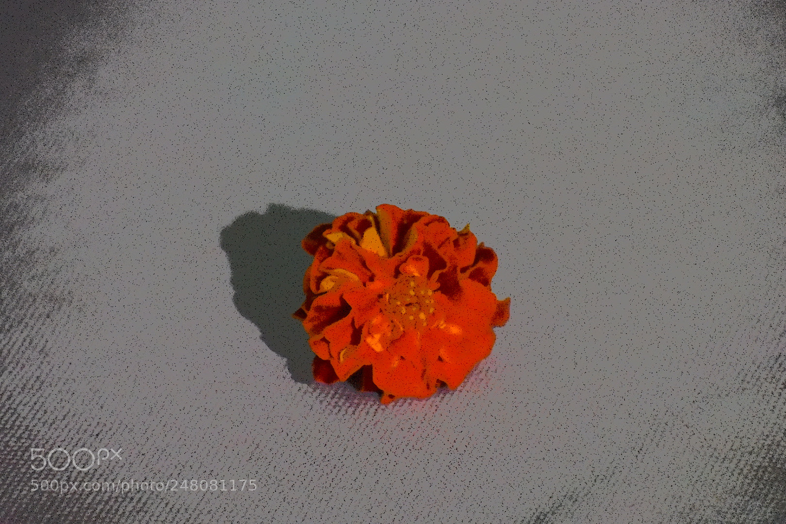 Nikon D3400 sample photo. Untitled photography