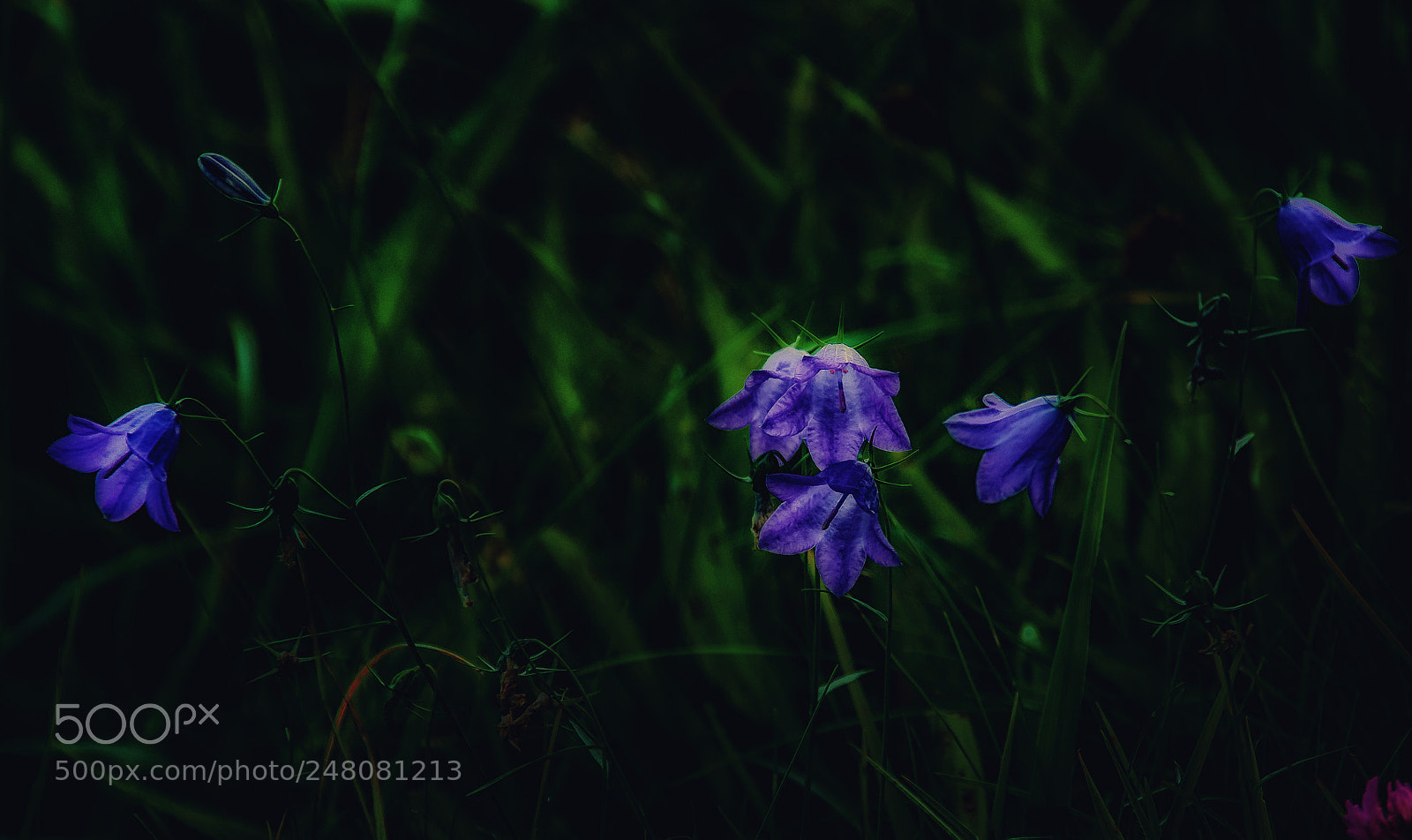 Nikon D7100 sample photo. Feelin' blue photography