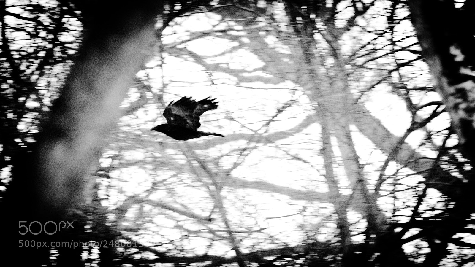 Nikon D3200 sample photo. Crow in alcott wood photography