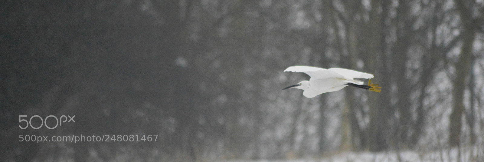 Nikon D3200 sample photo. Little egret photography