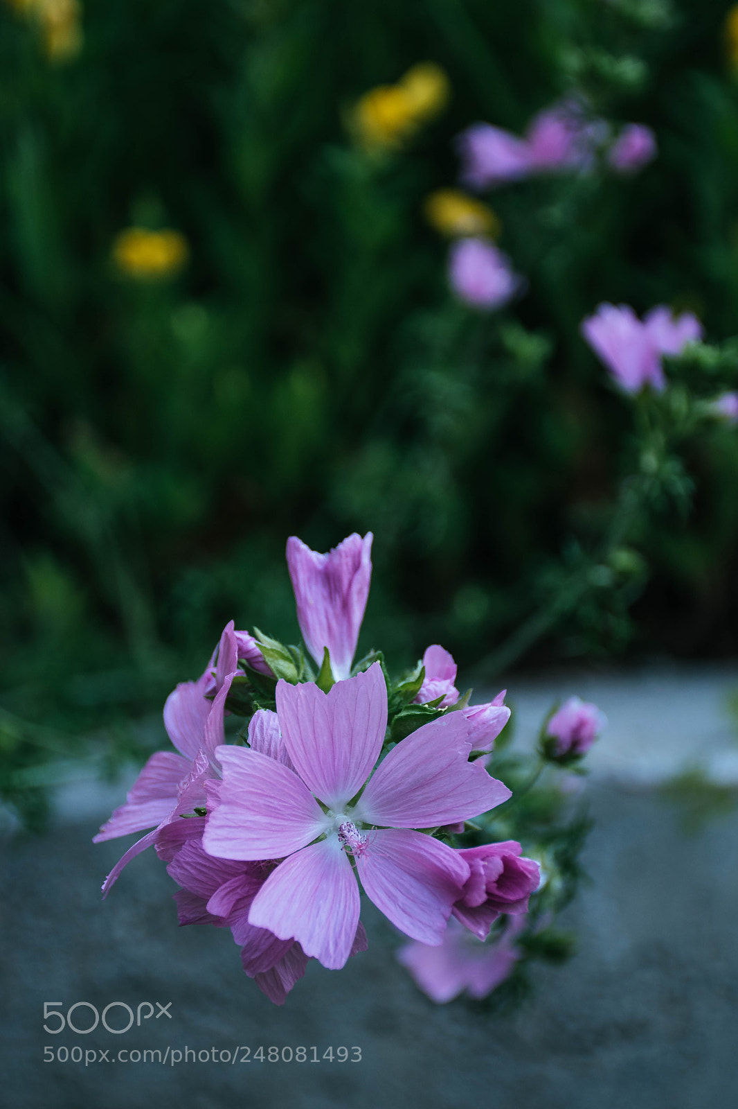 Nikon D5500 sample photo. Pink photography