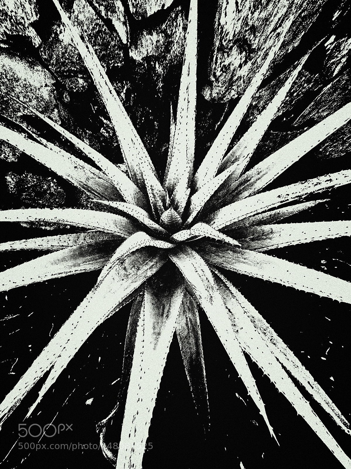 Apple iPhone 5s sample photo. Star in b/w photography