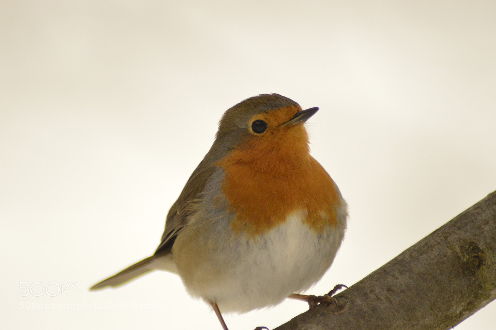 Nikon D3200 sample photo. Robin on branch photography