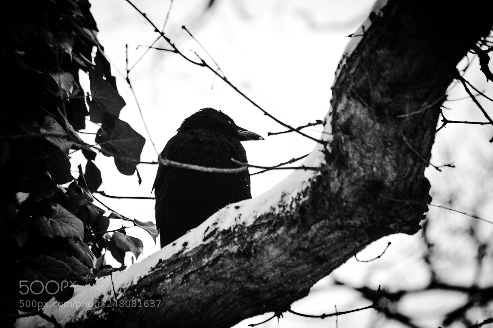 Nikon D3200 sample photo. Crow photography
