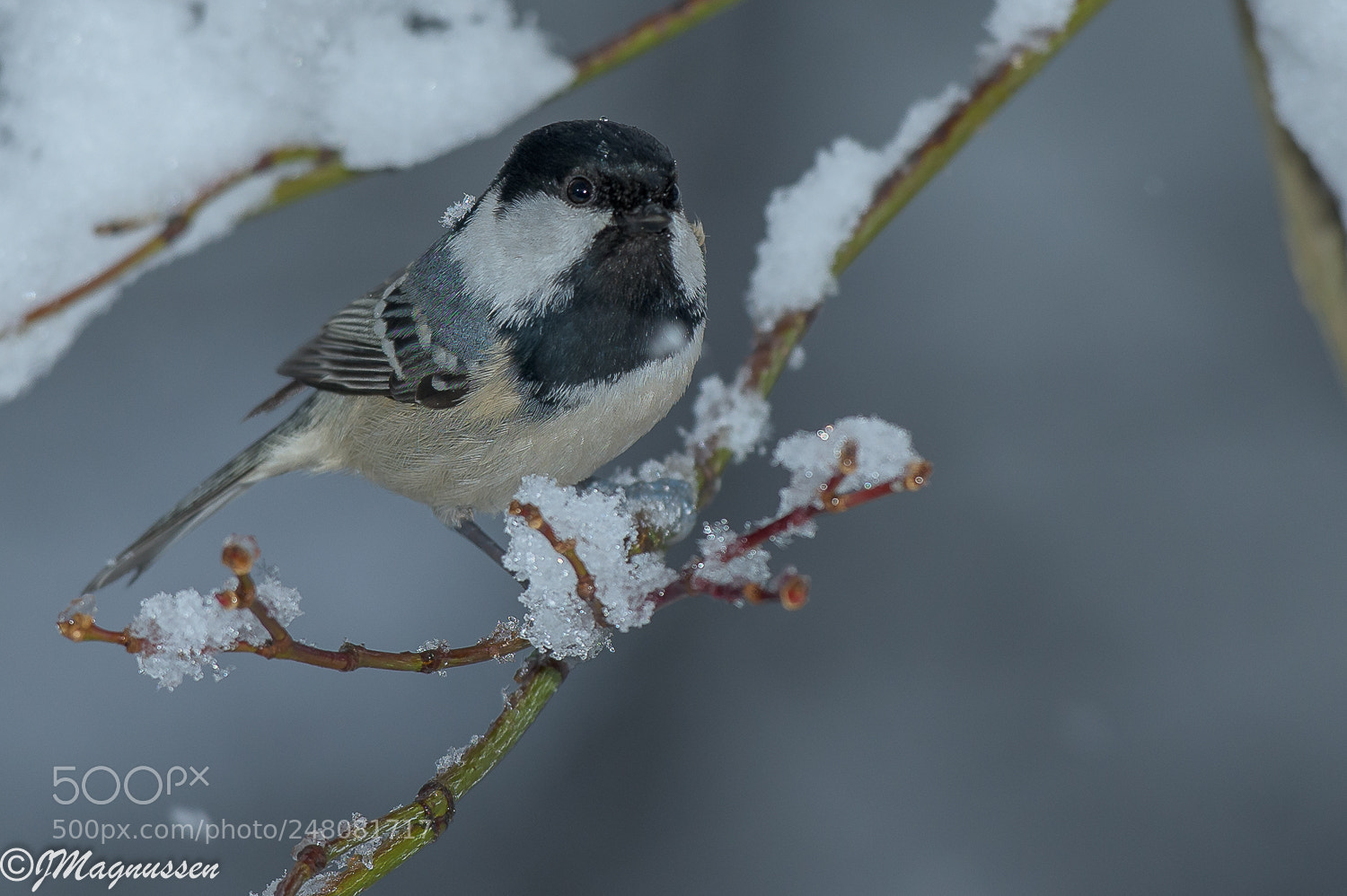 Nikon D850 sample photo. Coal tit (periparus ater) photography