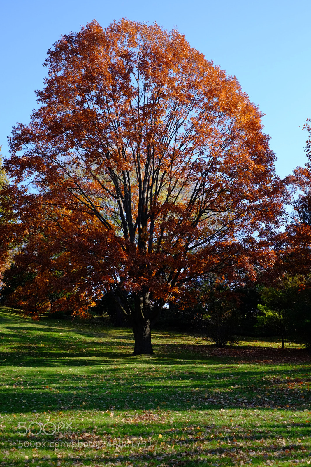 Fujifilm X-T1 sample photo. High park - autumn photography