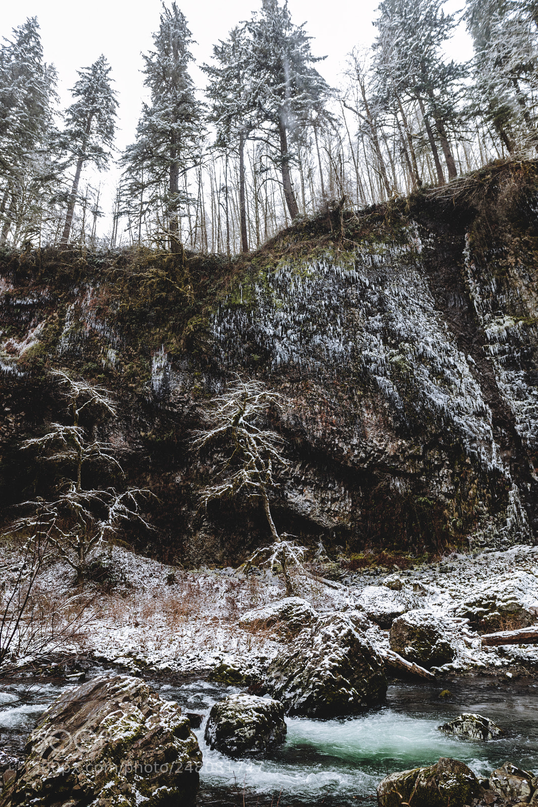 Canon EOS 5D Mark IV sample photo. Frozen forest. photography