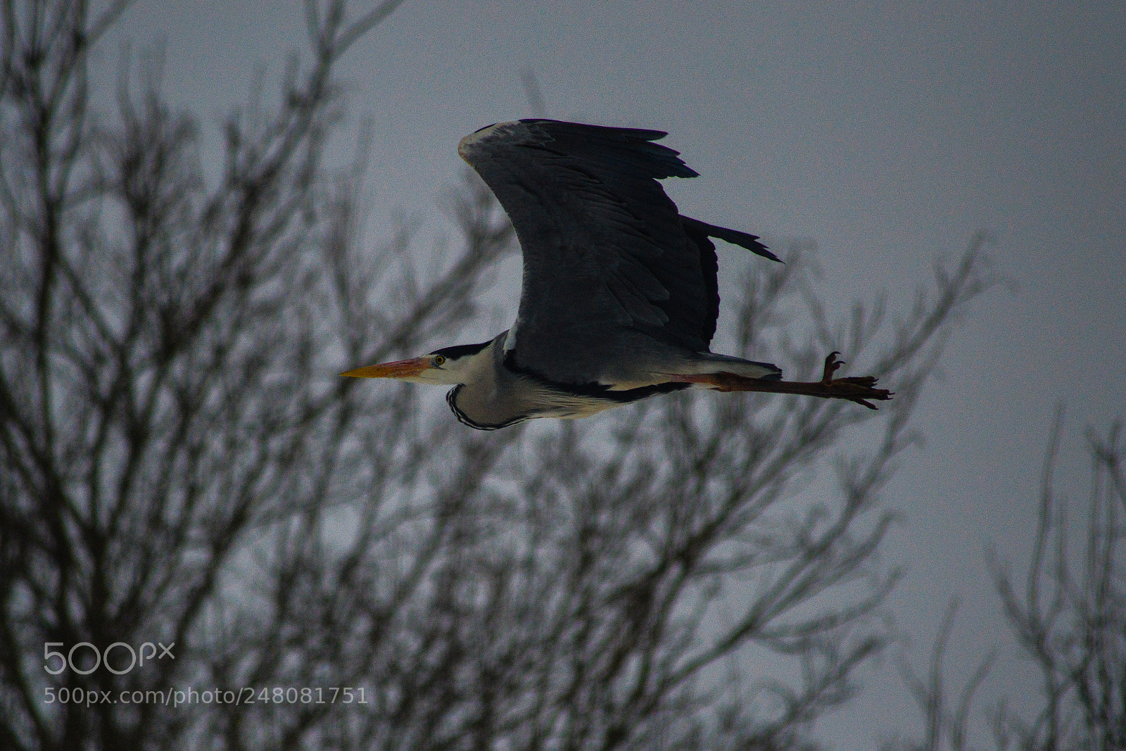 Nikon D3200 sample photo. Grey heron photography