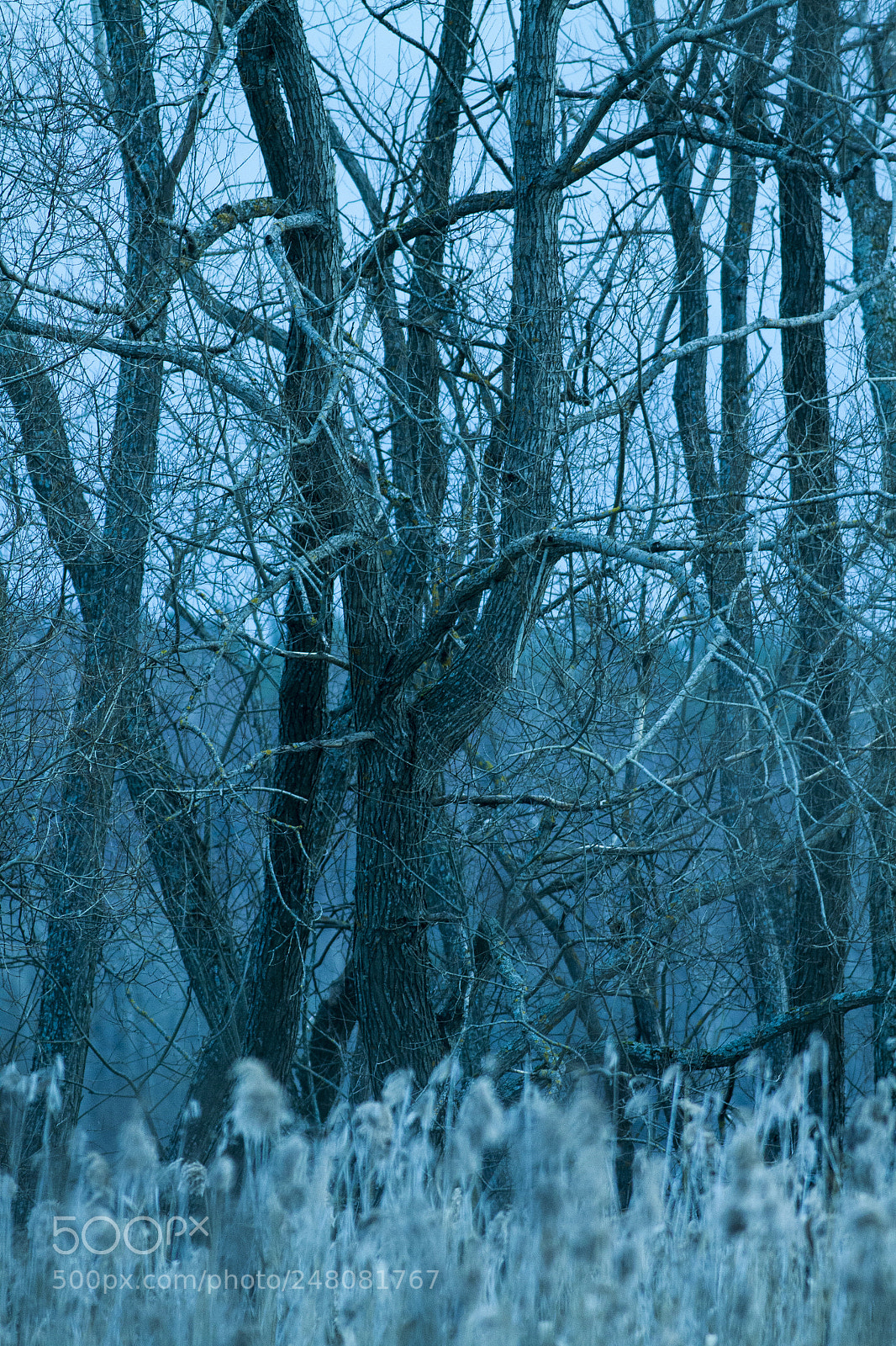 Canon EOS 50D sample photo. The trees by the photography
