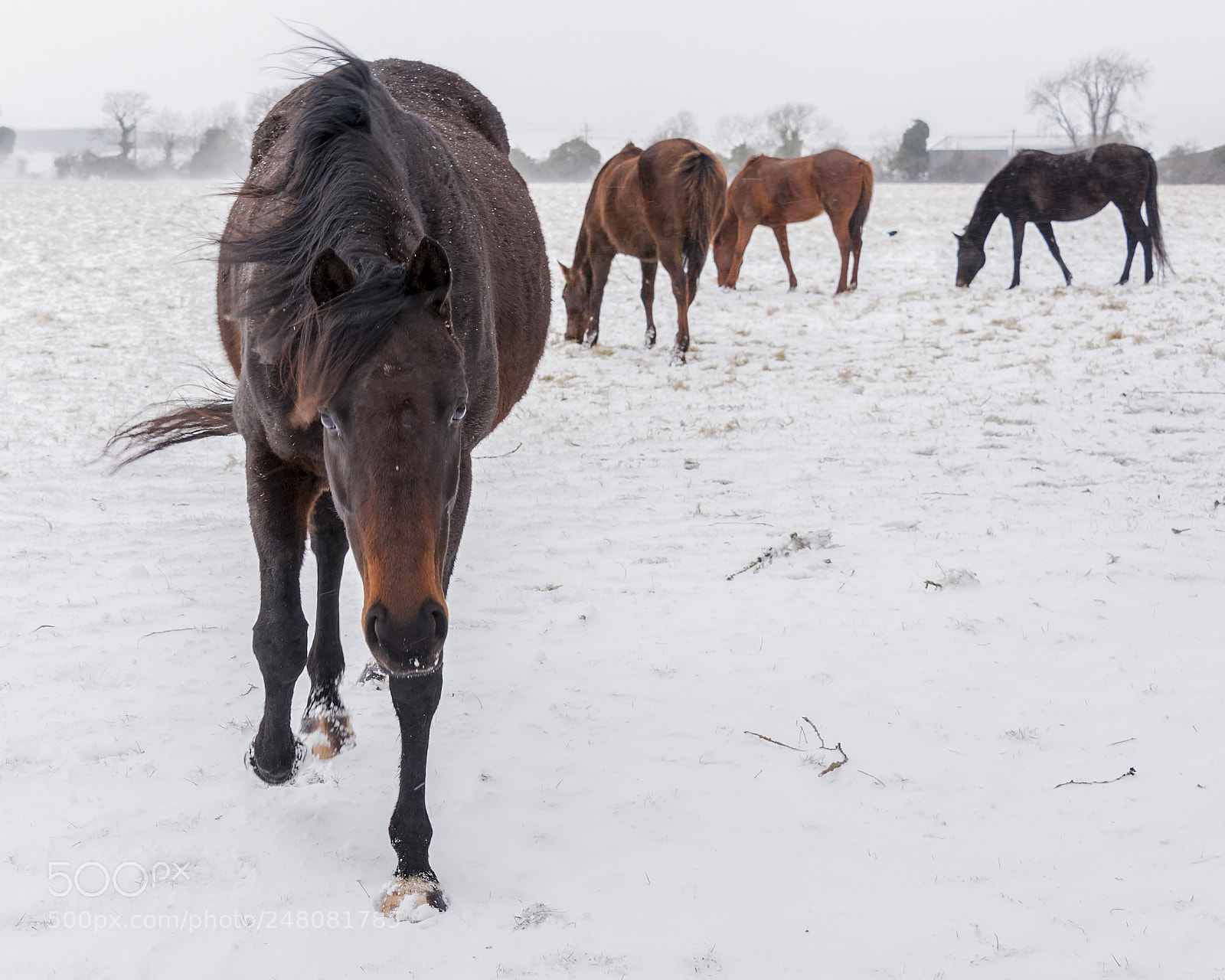Nikon D3 sample photo. Horses in snow photography