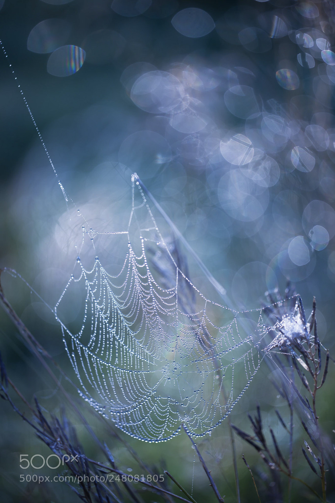 Canon EOS-1Ds Mark III sample photo. Spiderwebb photography