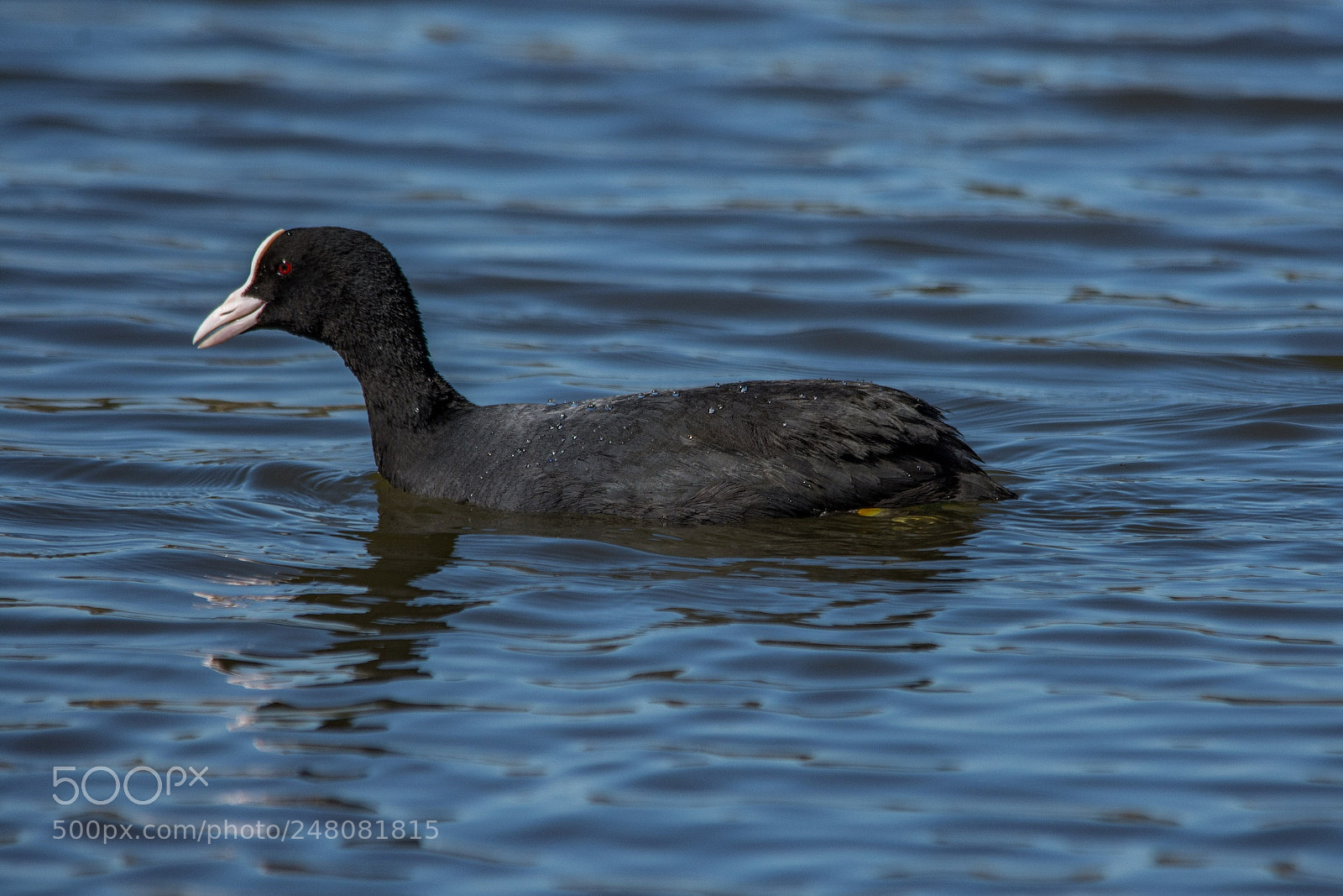 Nikon D7200 sample photo. Eurasian coot photography