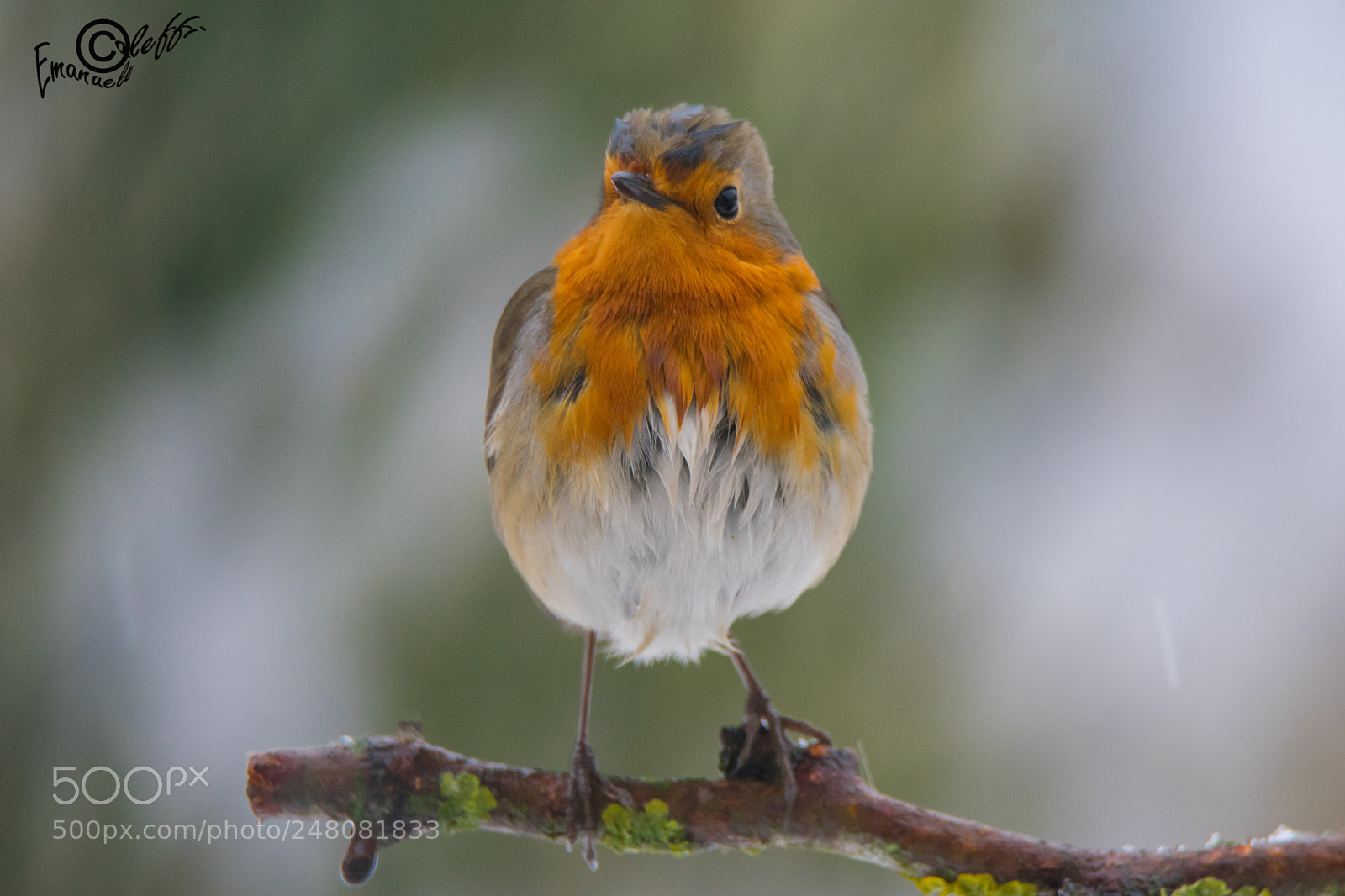 Nikon D3400 sample photo. Pettirosso bagnato photography