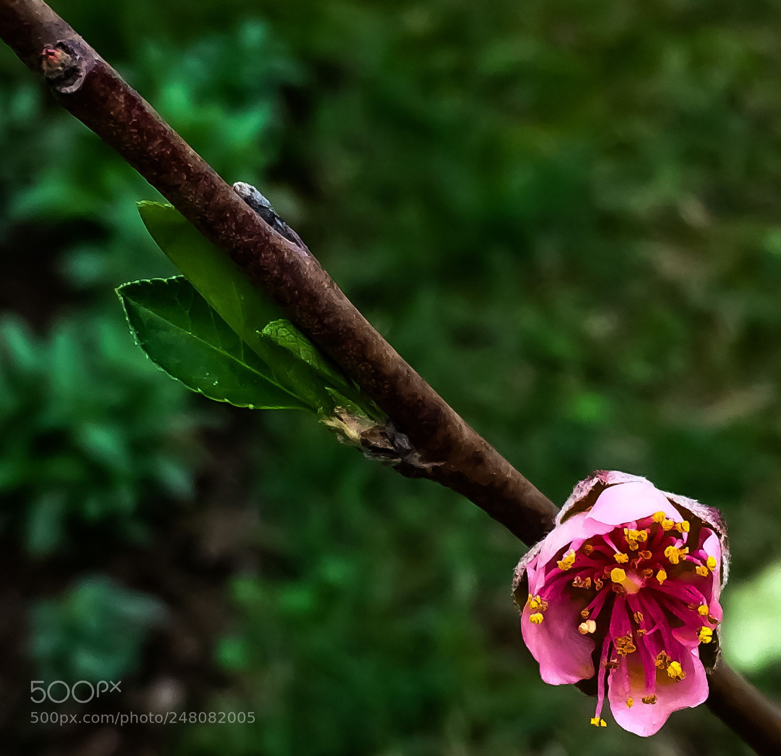 Apple iPhone 5s sample photo. Peach flower photography