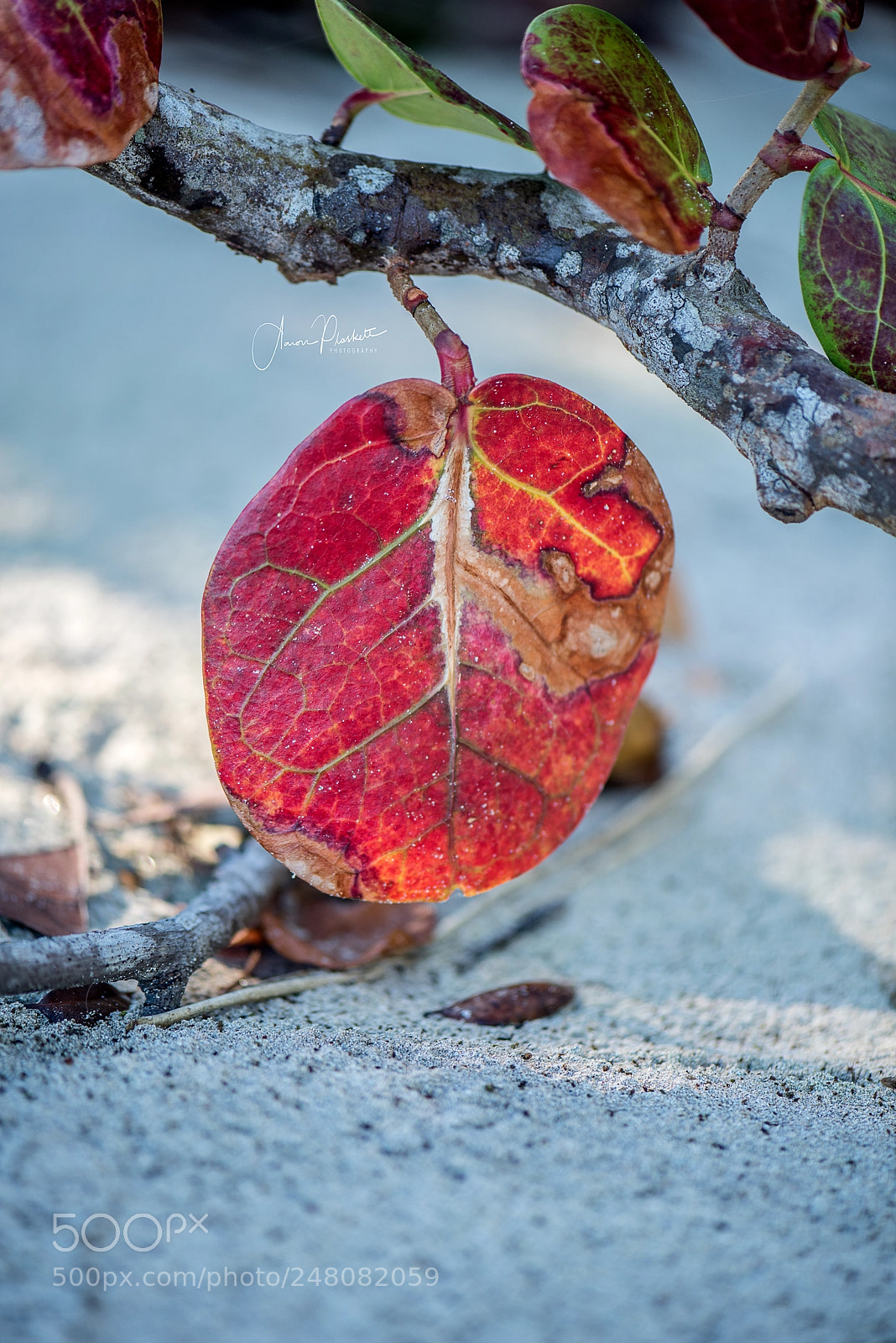 Nikon D810 sample photo. Mother nature photography