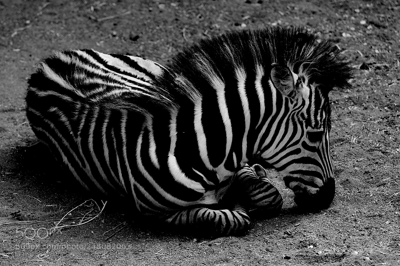 Nikon D610 sample photo. Young zebra posing photography