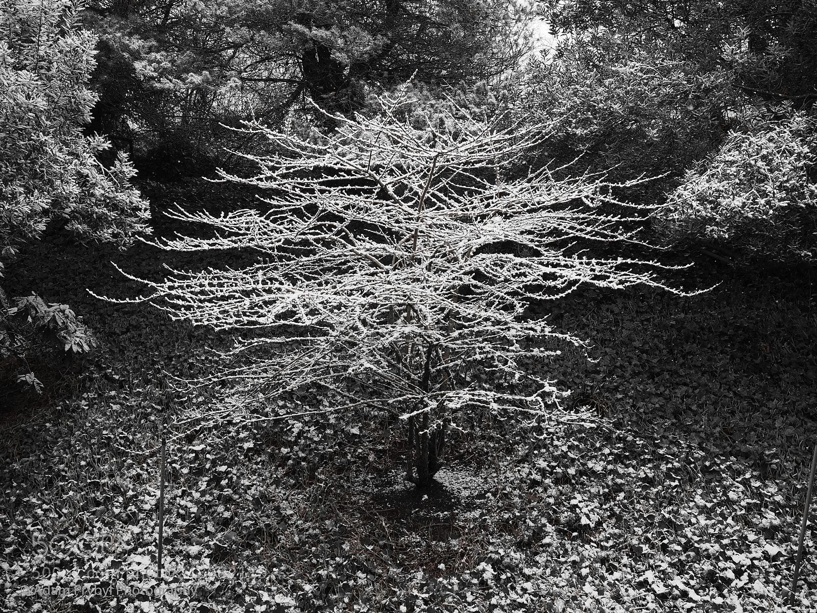 Olympus OM-D E-M5 II sample photo. Tree of photography