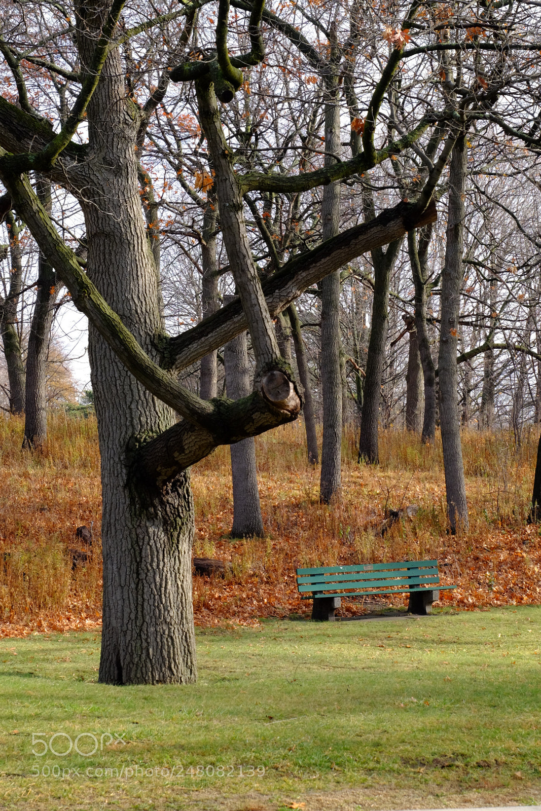 Fujifilm X-T1 sample photo. Hp - tree and photography