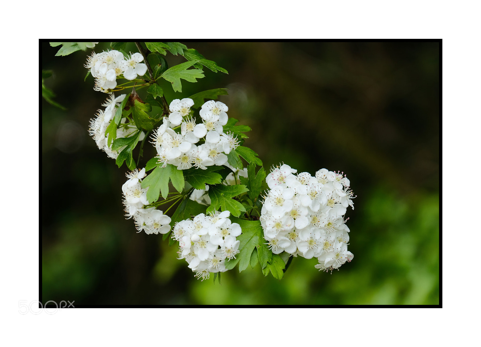 Fujifilm X-Pro2 sample photo. Hawthorn blossom photography