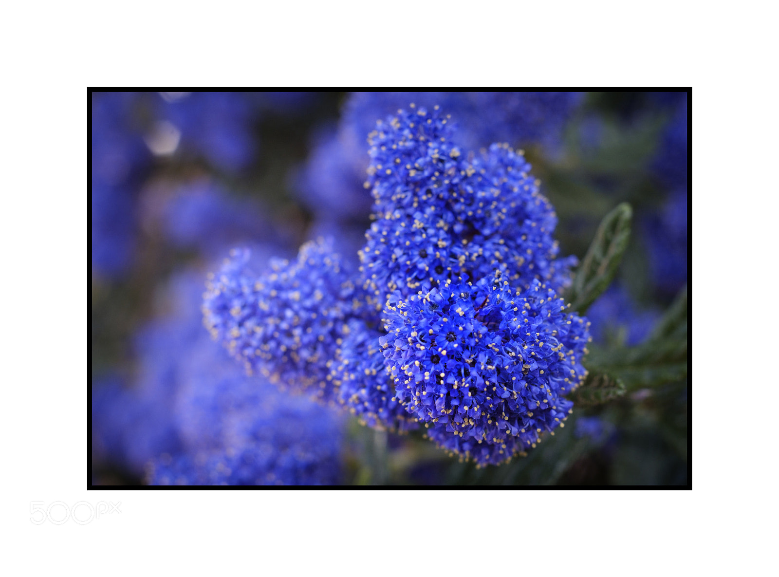 Fujifilm X-Pro2 sample photo. Blue flowers photography