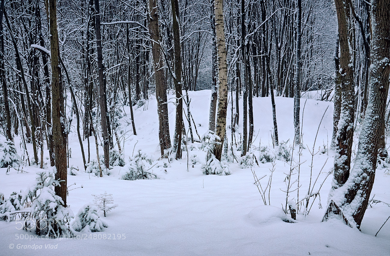 Canon EOS 1100D (EOS Rebel T3 / EOS Kiss X50) sample photo. Winter mosaic... photography