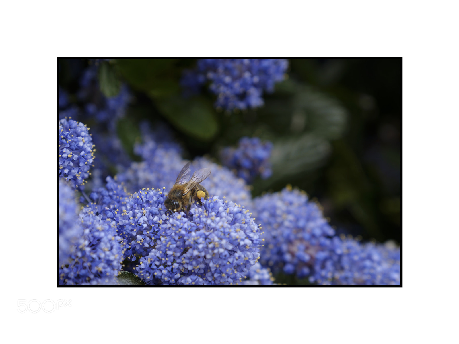 Fujifilm X-Pro2 sample photo. Collecting pollen photography
