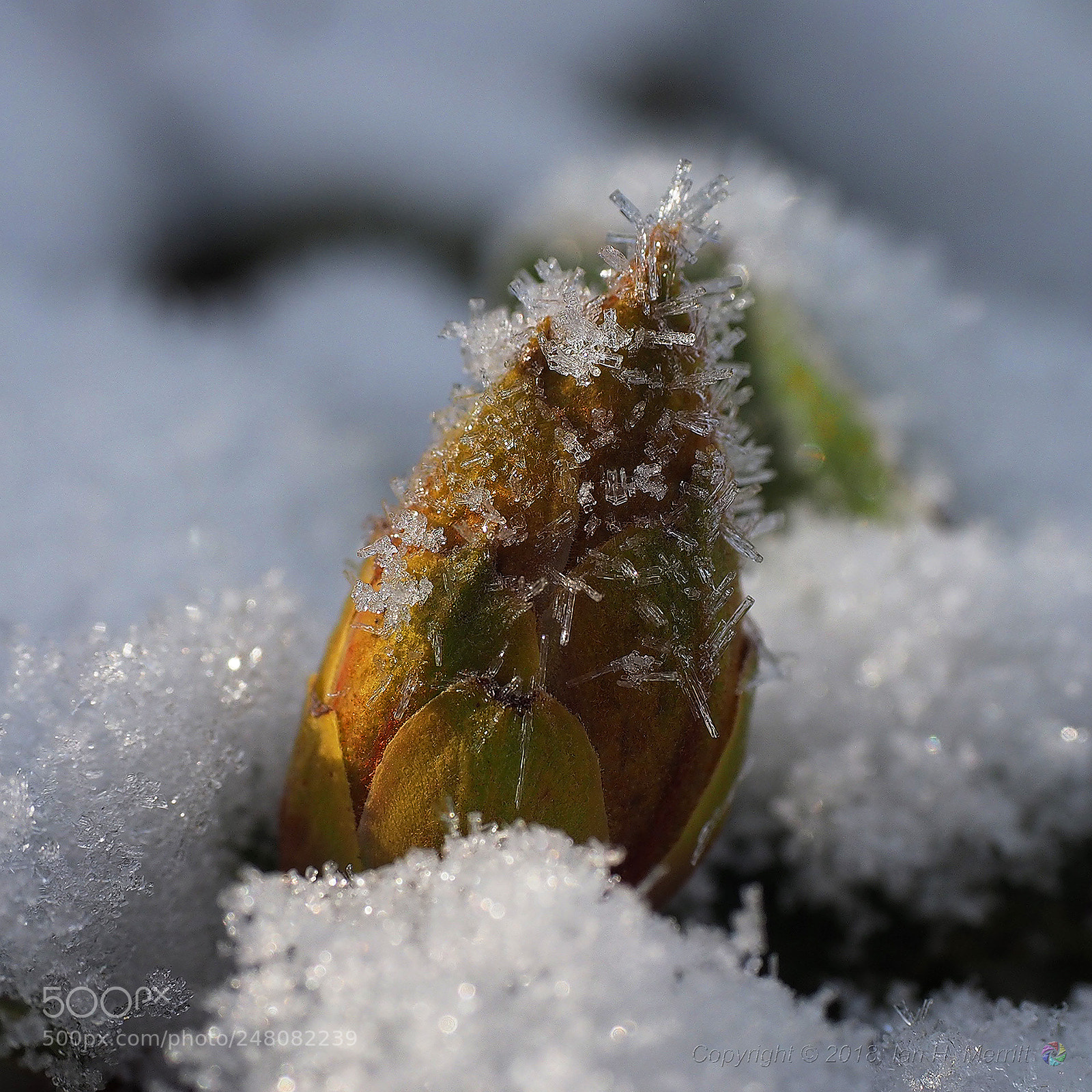 Olympus OM-D E-M1 sample photo. Rhododendron bud clothed in photography