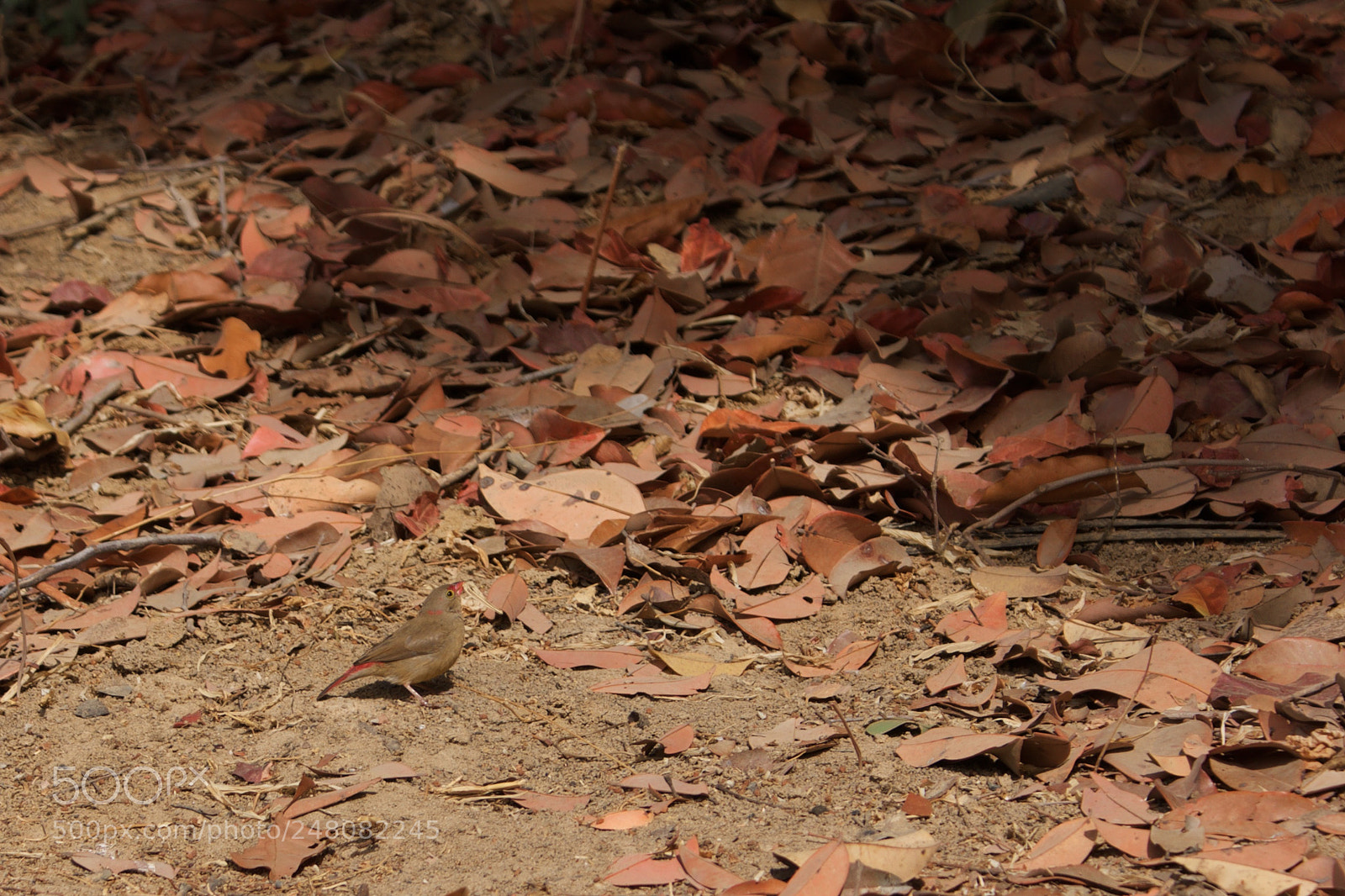 Sony Alpha DSLR-A700 sample photo. Feathering the nest photography