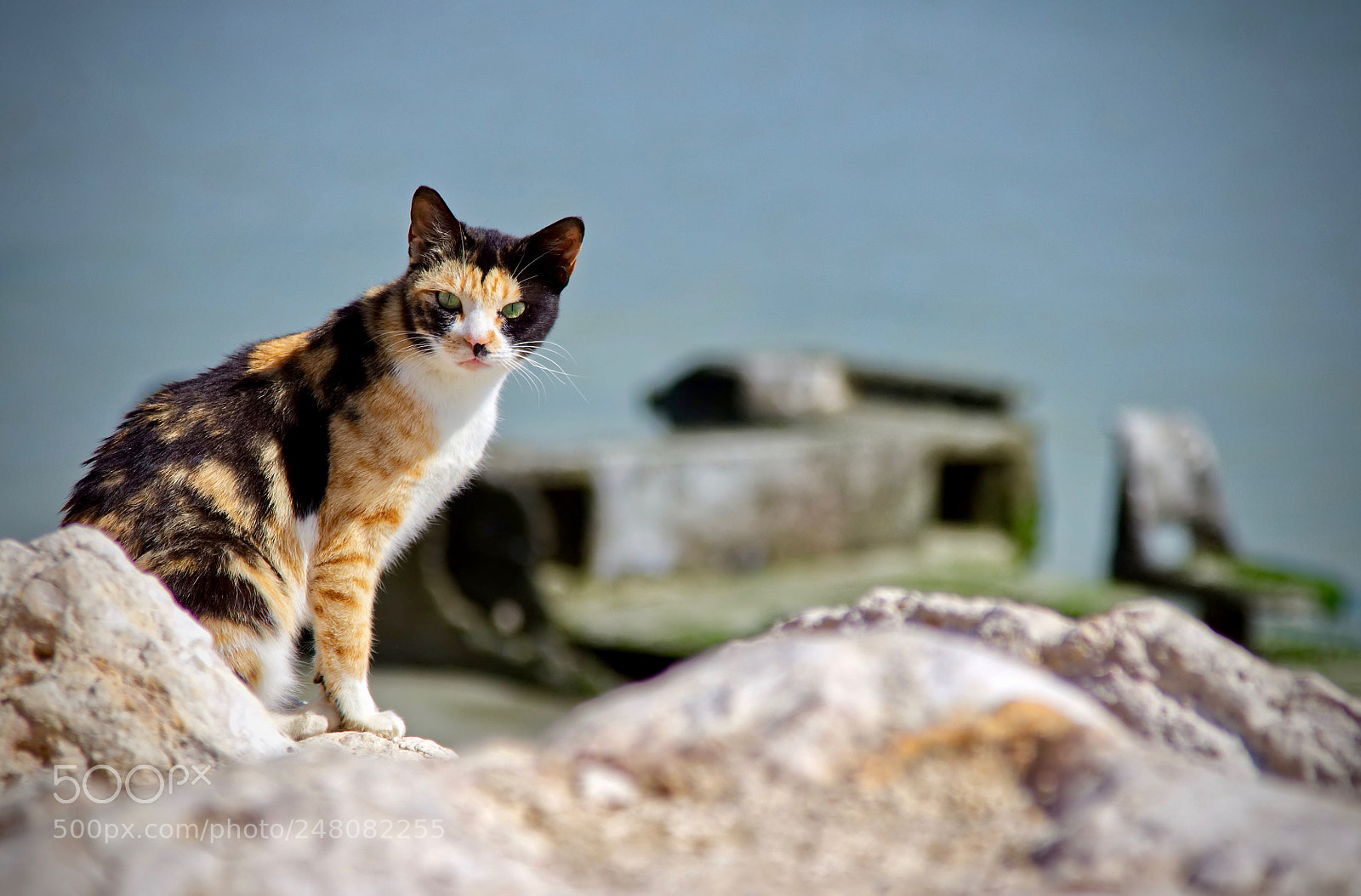 Canon EOS 650D (EOS Rebel T4i / EOS Kiss X6i) sample photo. Cat look photography