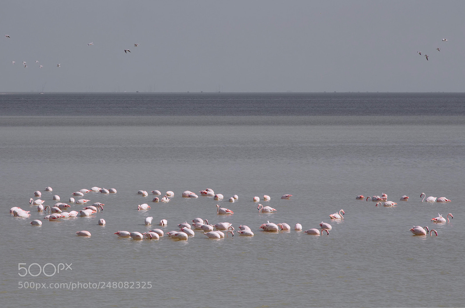 Canon EOS 650D (EOS Rebel T4i / EOS Kiss X6i) sample photo. Flamingo photography