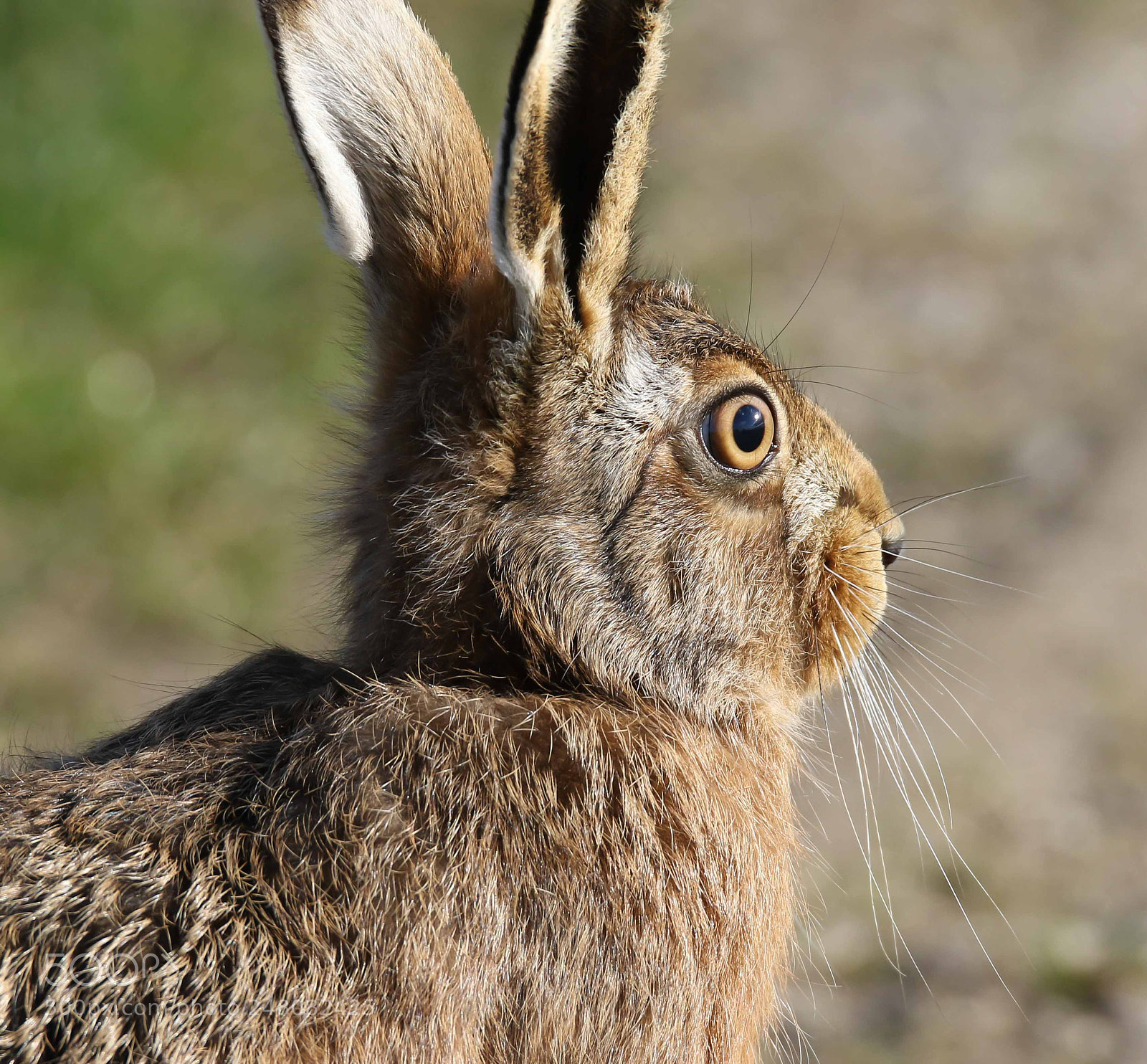 Canon EOS 7D Mark II sample photo. Brown hare photography