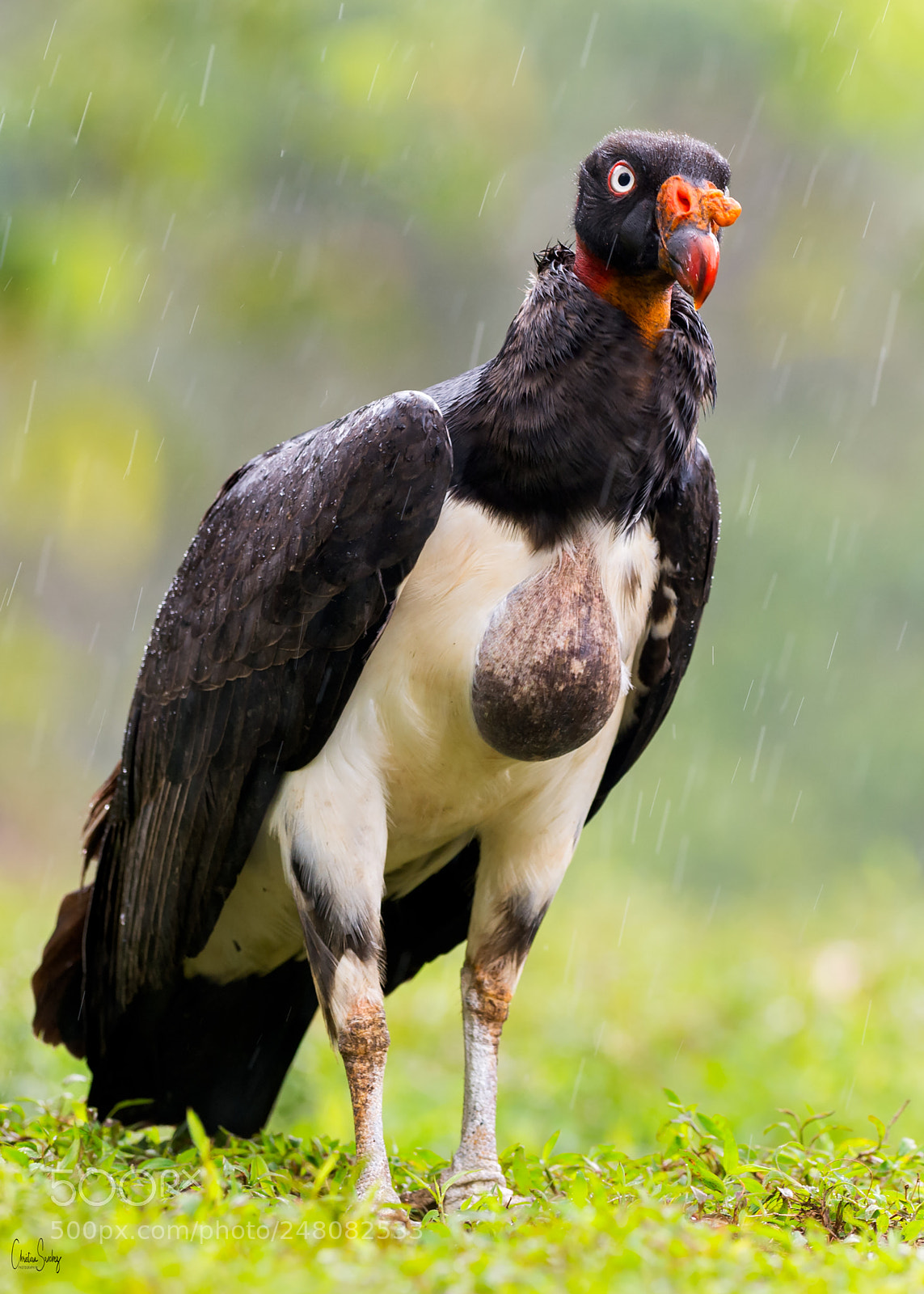Nikon D4 sample photo. King vulture photography