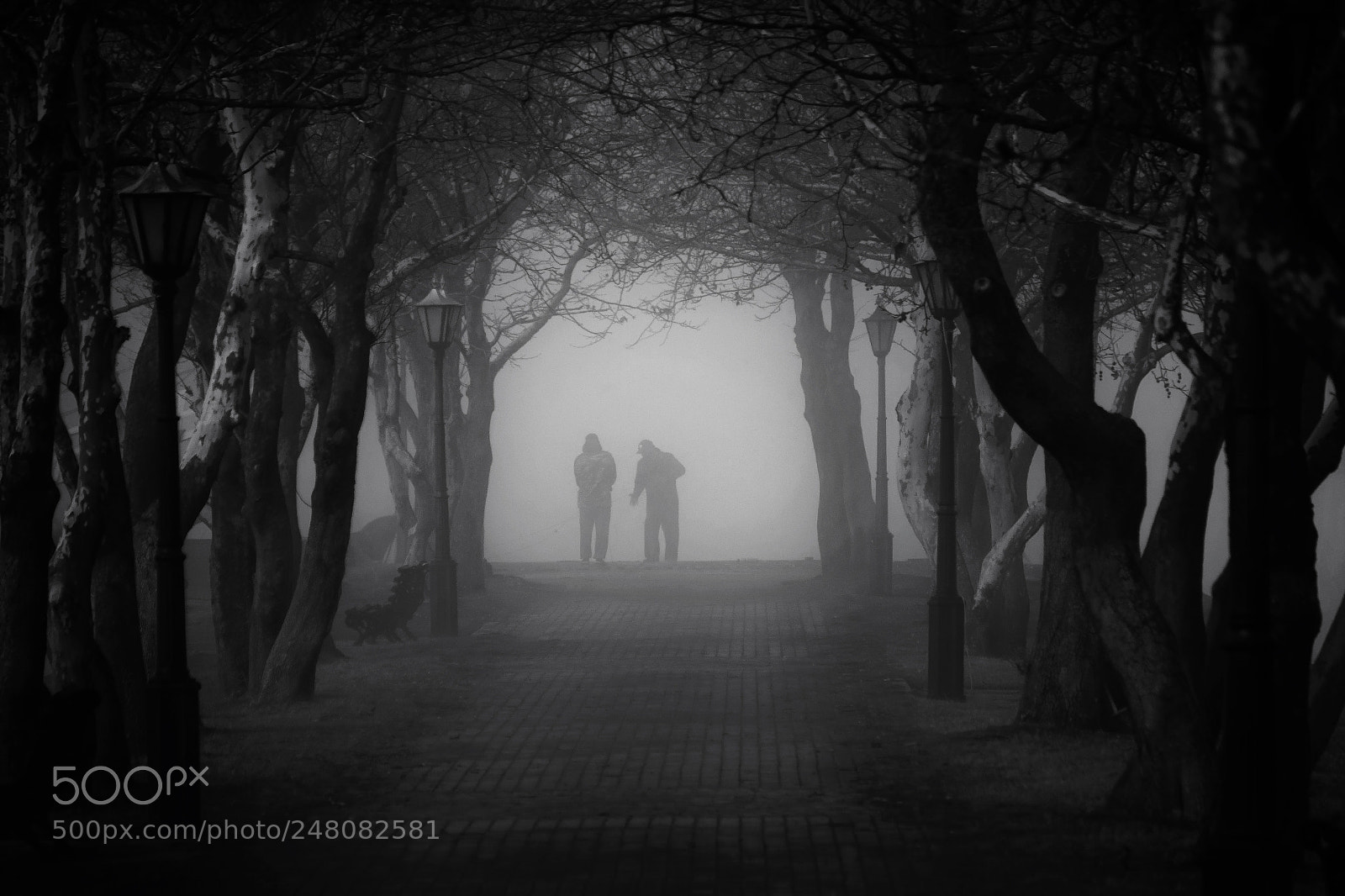 Nikon D5300 sample photo. Tunnel of trees photography