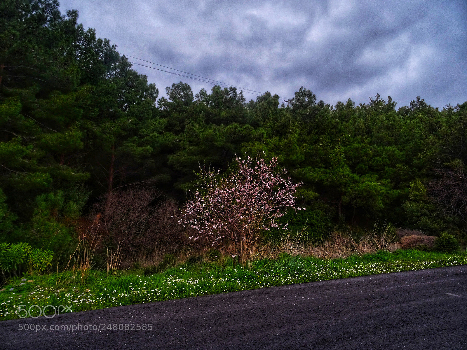Sony DSC-HX60 sample photo. Blossoms on the road photography