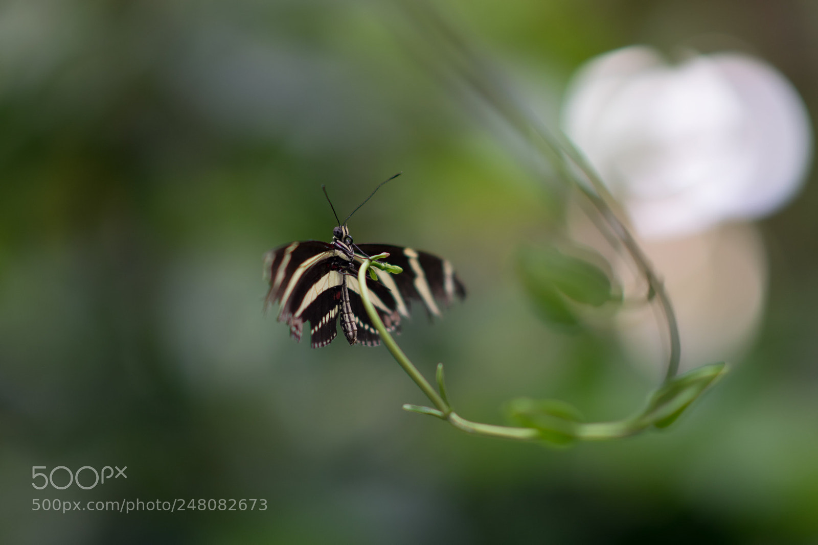 Nikon D5300 sample photo. Butterfly photography