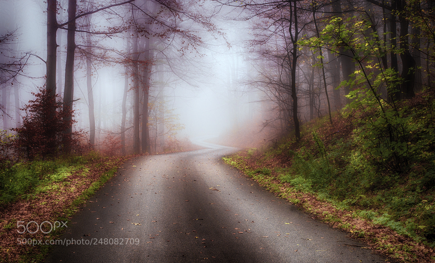 Sony Alpha DSLR-A580 sample photo. Foggy road photography