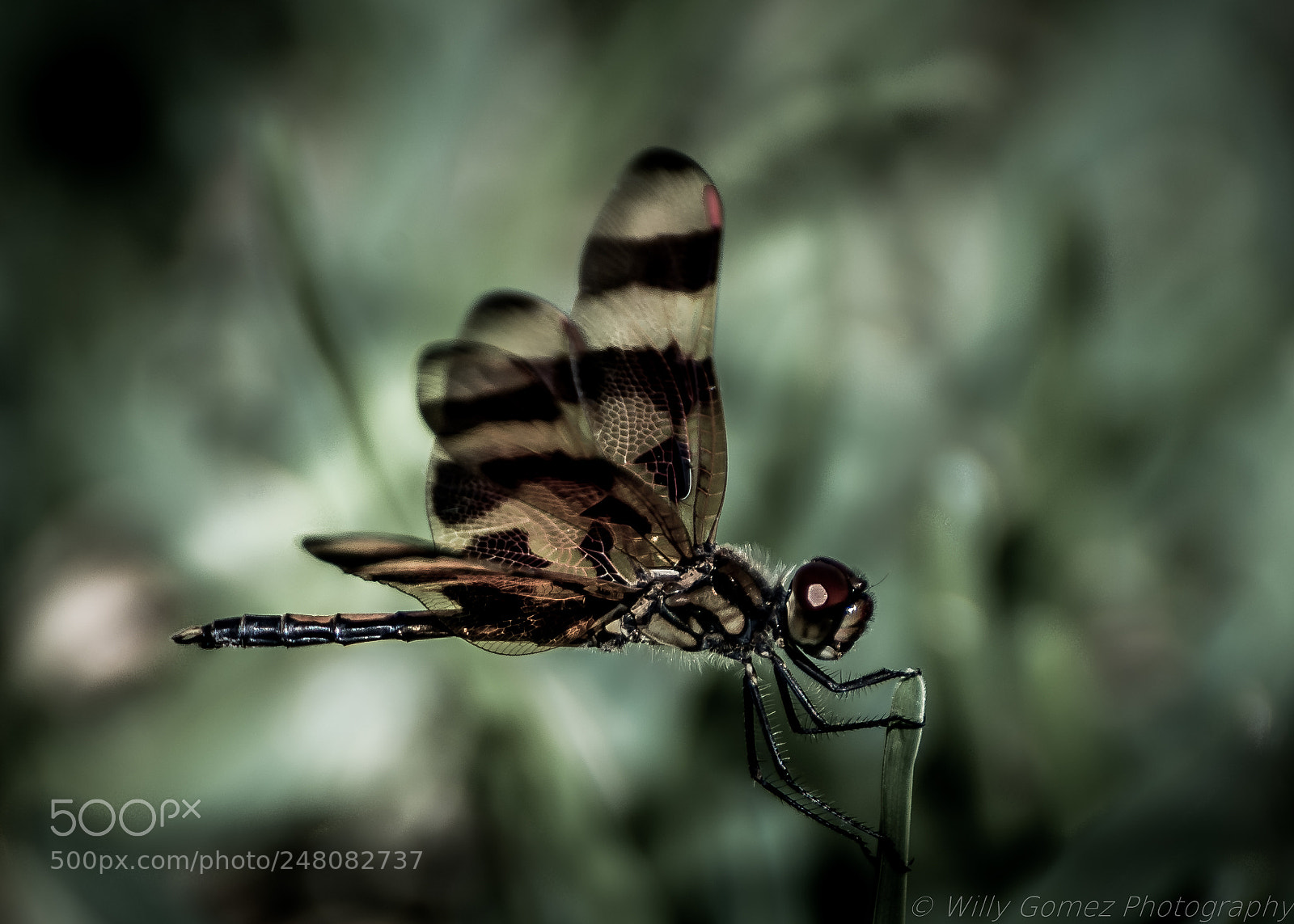 Nikon D610 sample photo. Dragonfly photography