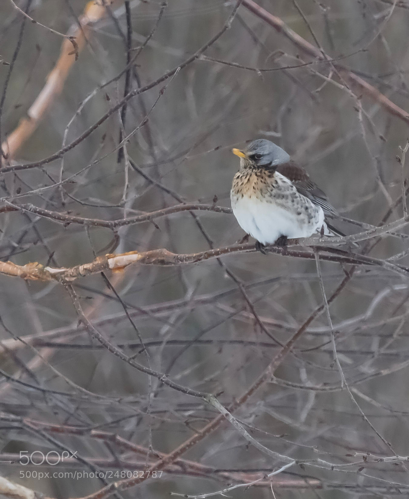 Olympus OM-D E-M1 Mark II sample photo. Fieldfare photography